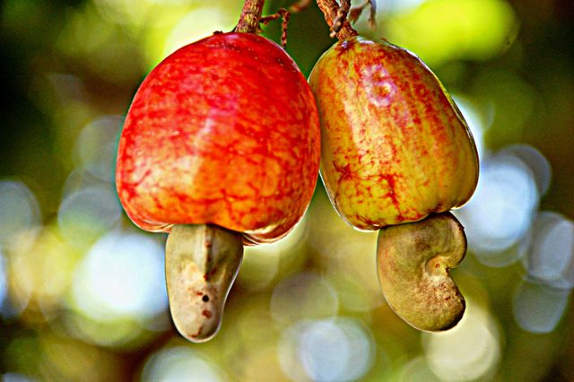 Cashew apples on the tree